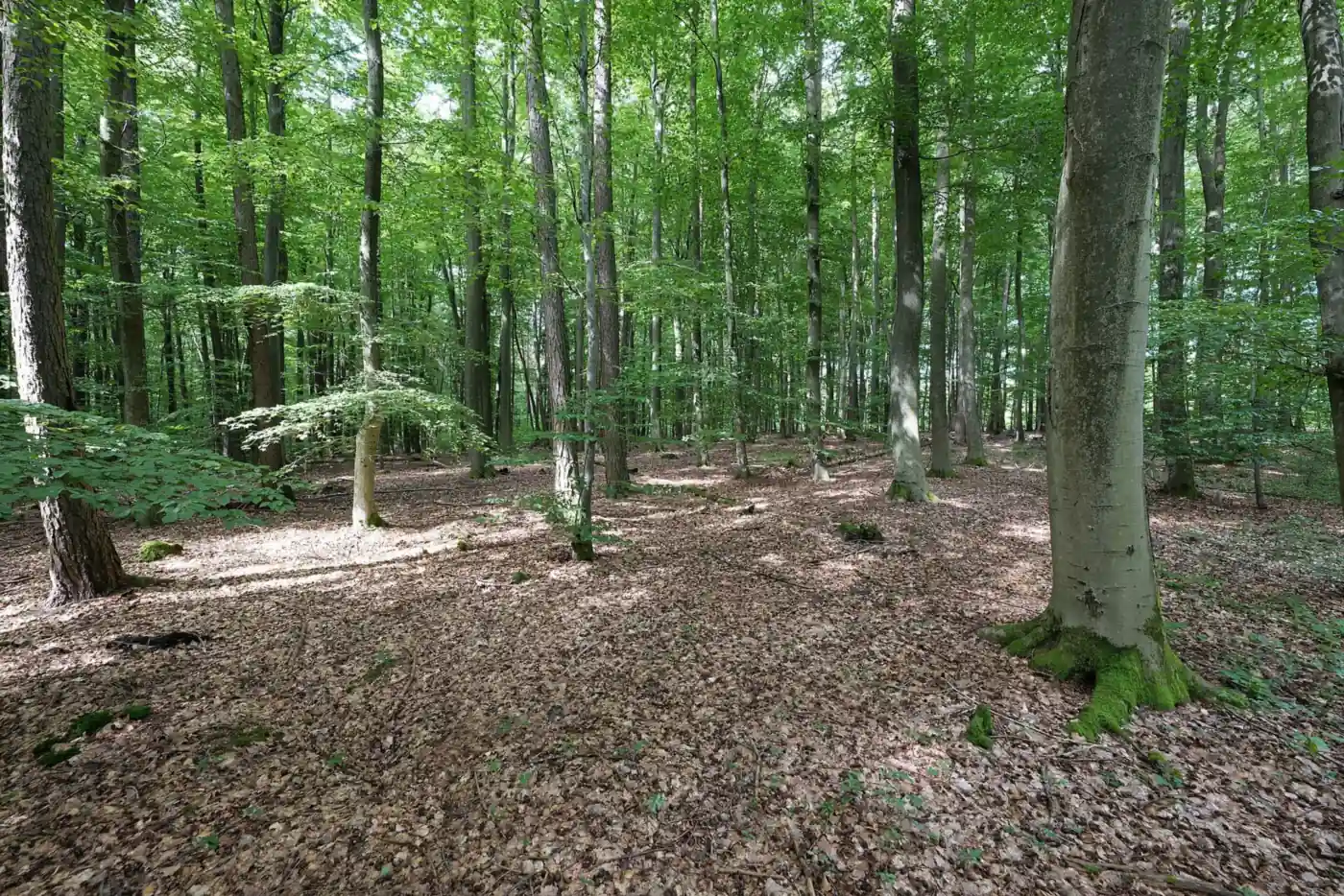 Alte Buche mit Laubboden im Hardtwald bei Bad Homburg